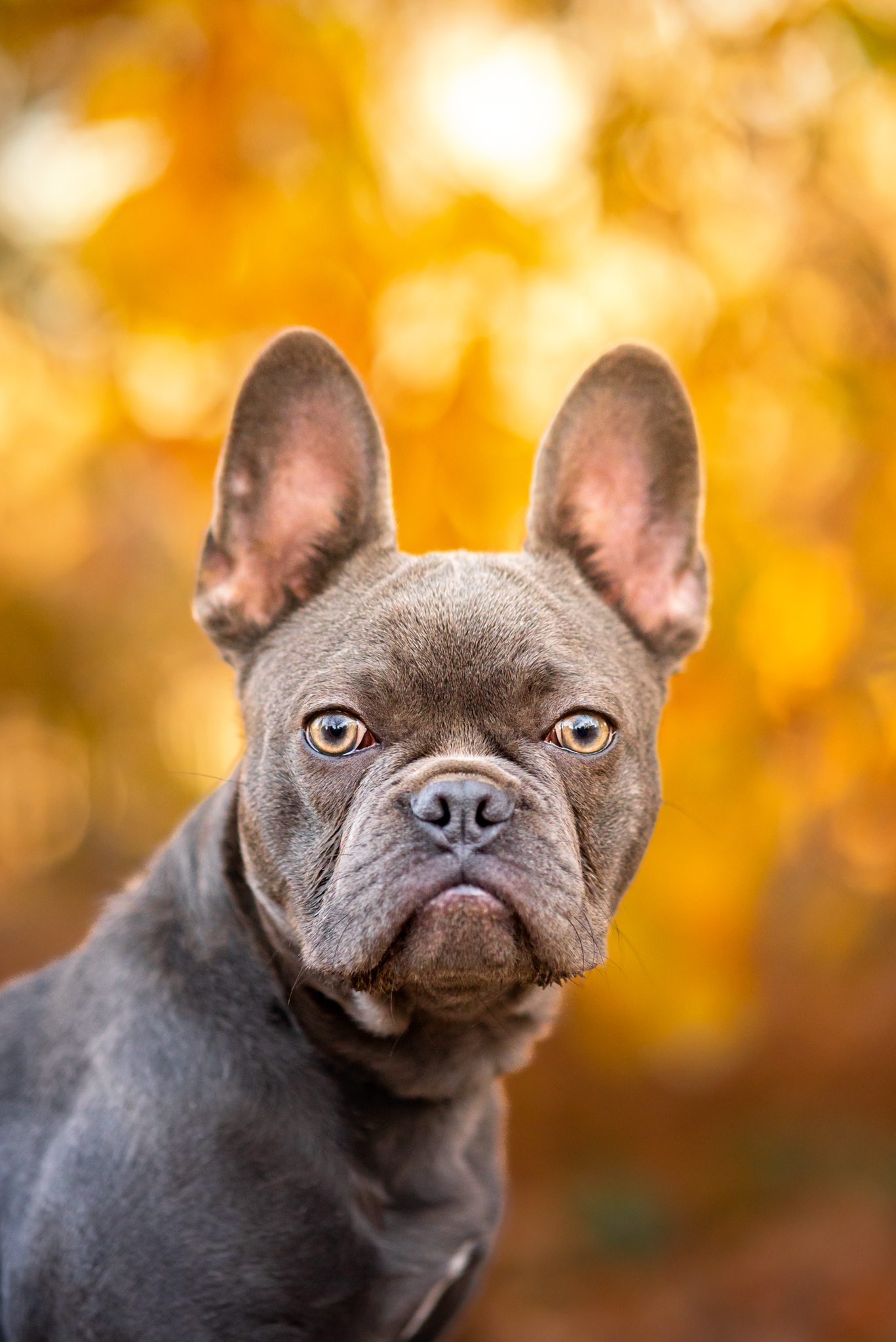 Dark gray French Bulldog posed against bright yellow autumn leaves
