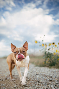 A small brown and white dog stepping forward on a gravel road under a big cloudy blue sky