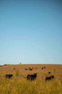 A group of cattle run on a grassy yellow field under a big blue sky