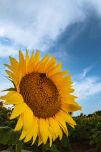 A huge yellow sunflower against a blue sky