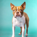 A brown and white Boston Terrier on a teal blue background.