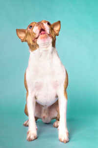 A brown and white Boston Terrier on a teal blue background trying to catch a treat.