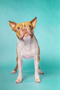A brown and white Boston Terrier on a teal blue background trying to catch a treat.