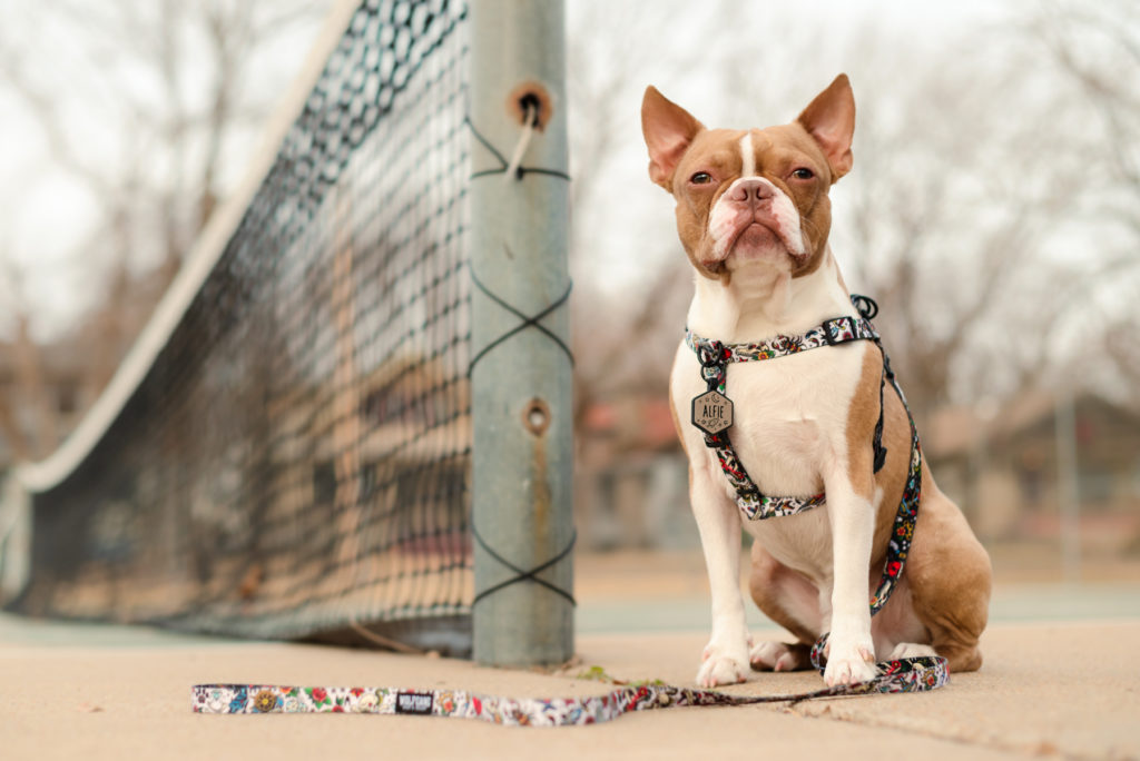 A brown Boston Terrier wearing a grey silicone dog tag that reads "Alfie"