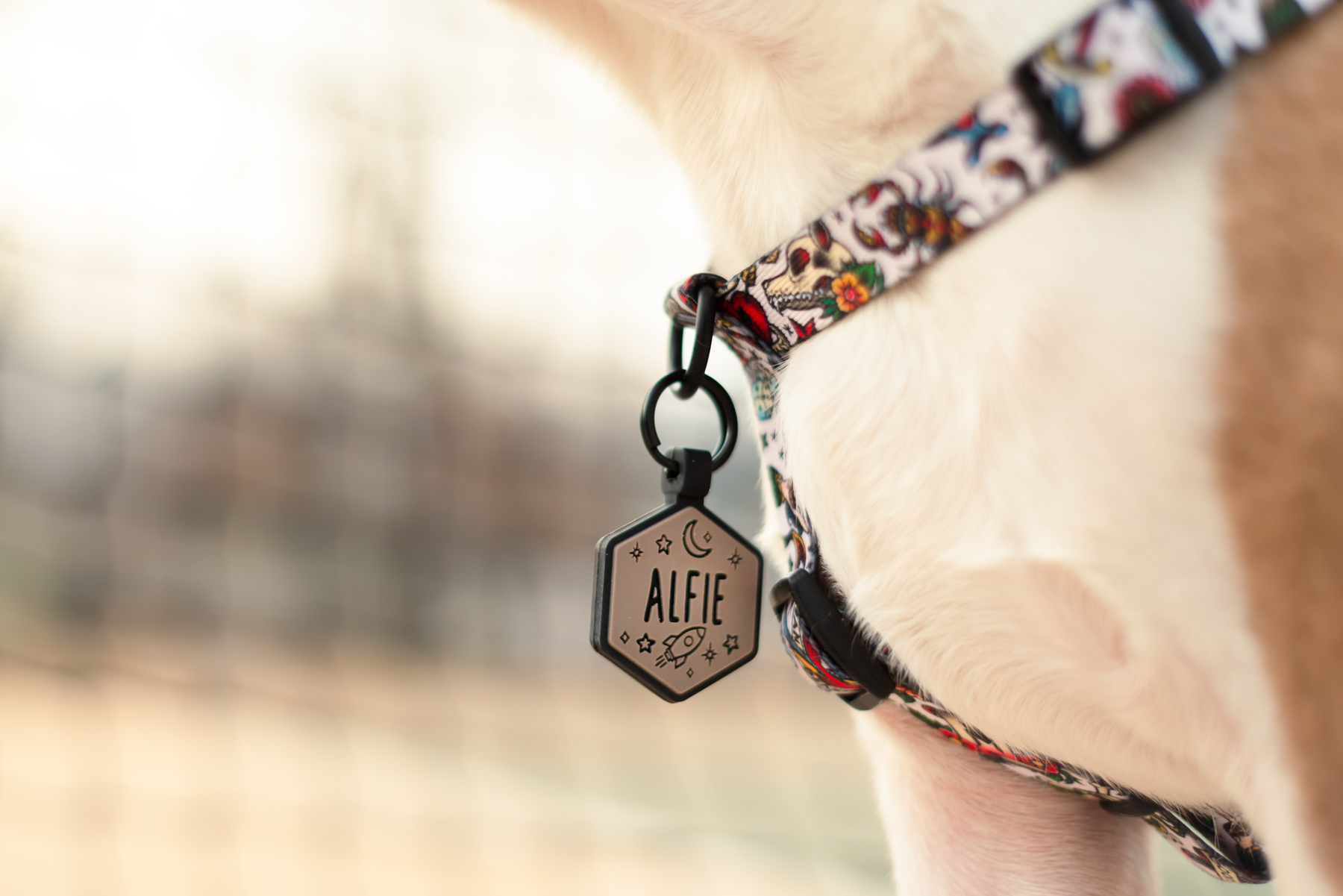 A brown Boston Terrier wearing a grey silicone dog tag that reads "Alfie"